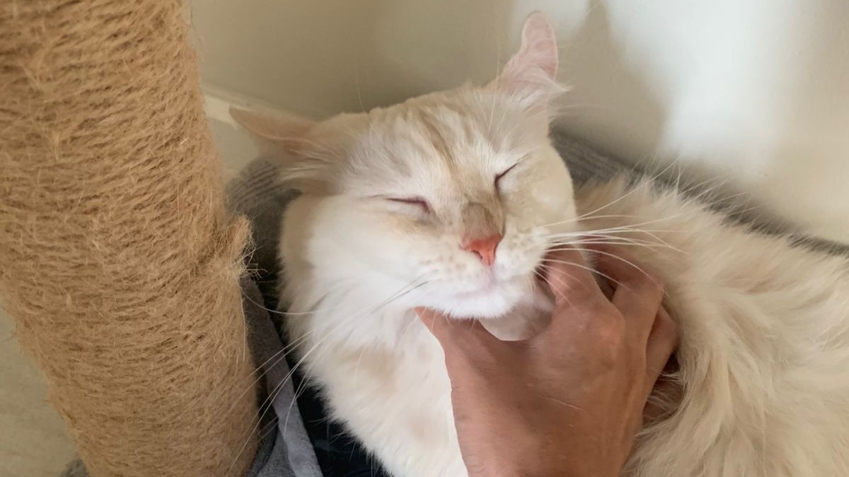 Black cat resting calmly