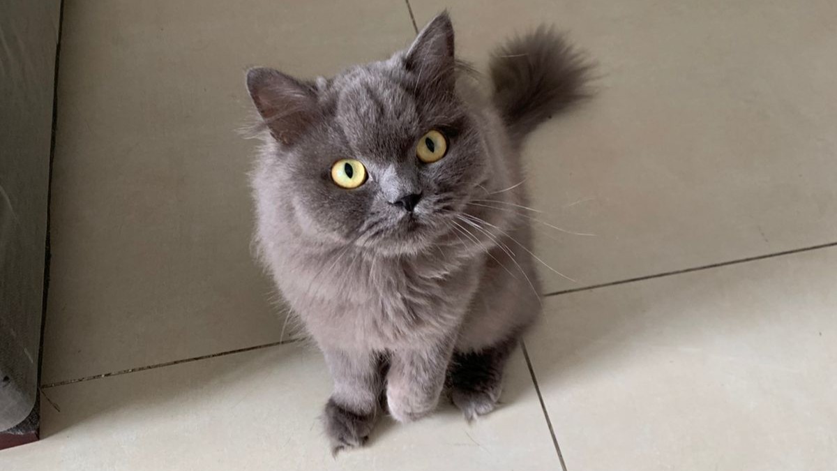 Grey and white tabby cat sitting on a dark surface